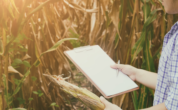 Researcher in cornfield collecting data