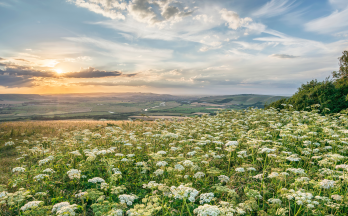 scc-nature-meadow-hills Peaceful meadow and hills