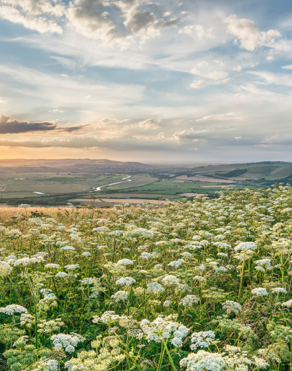 Peaceful meadow and hills