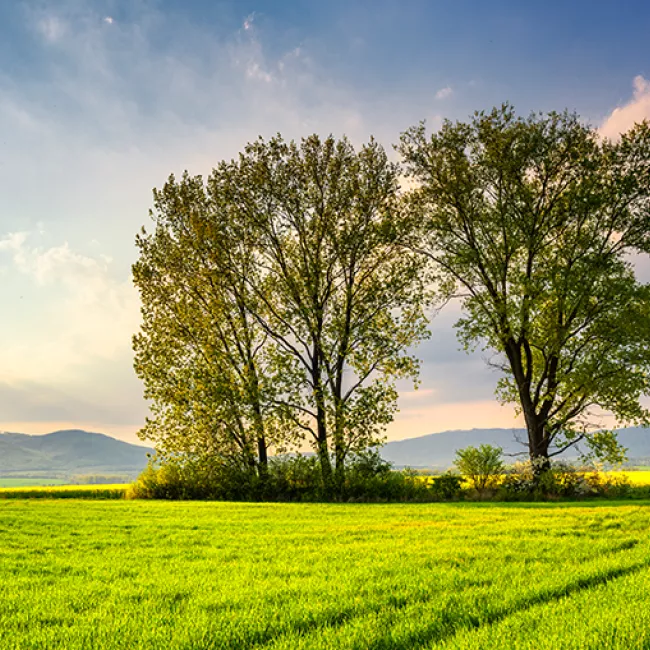 Two tall trees in a green field with hills in the background.
