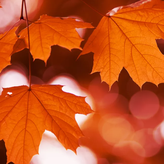 Close up of red maple leaves