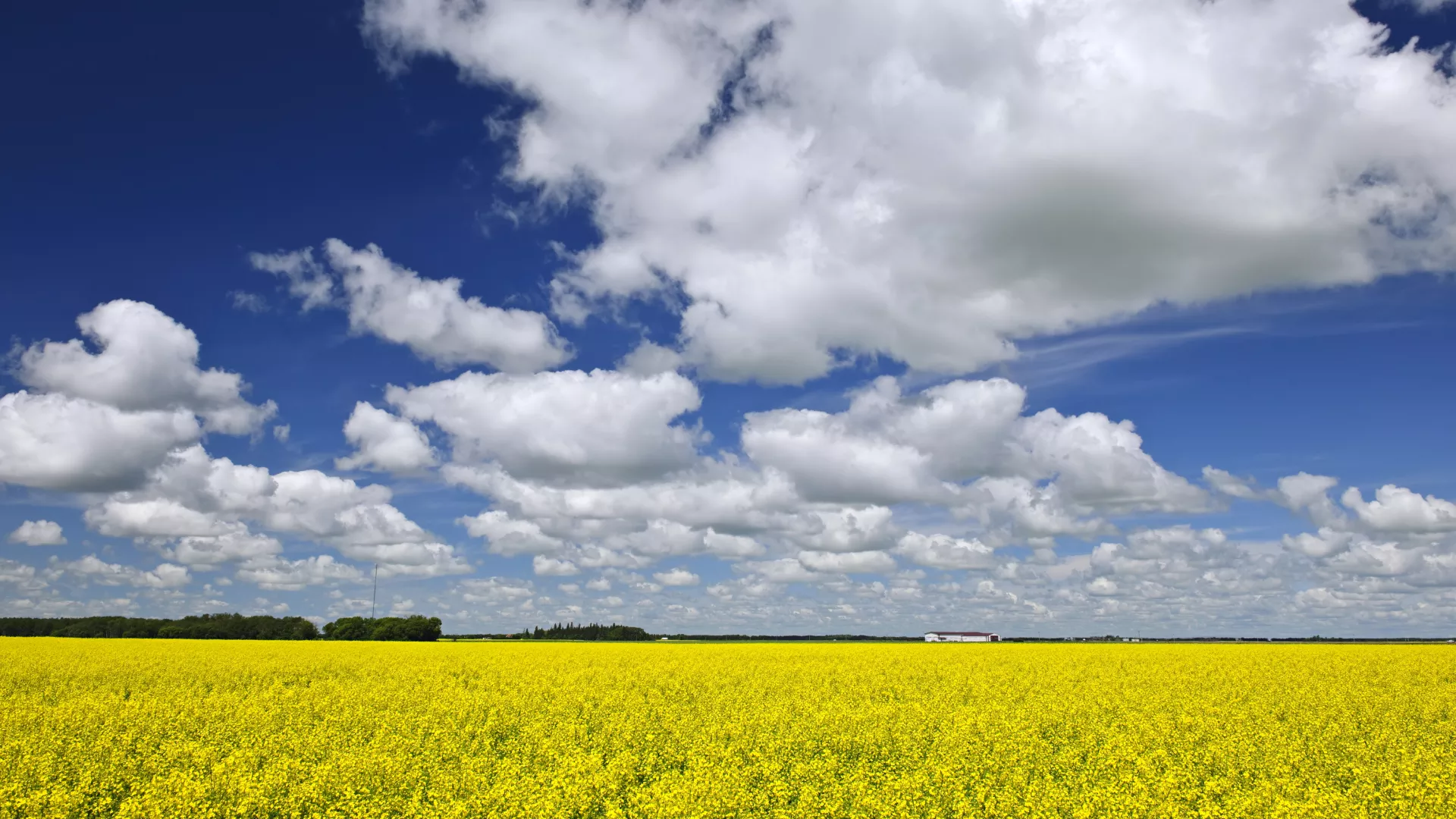 Canola fields