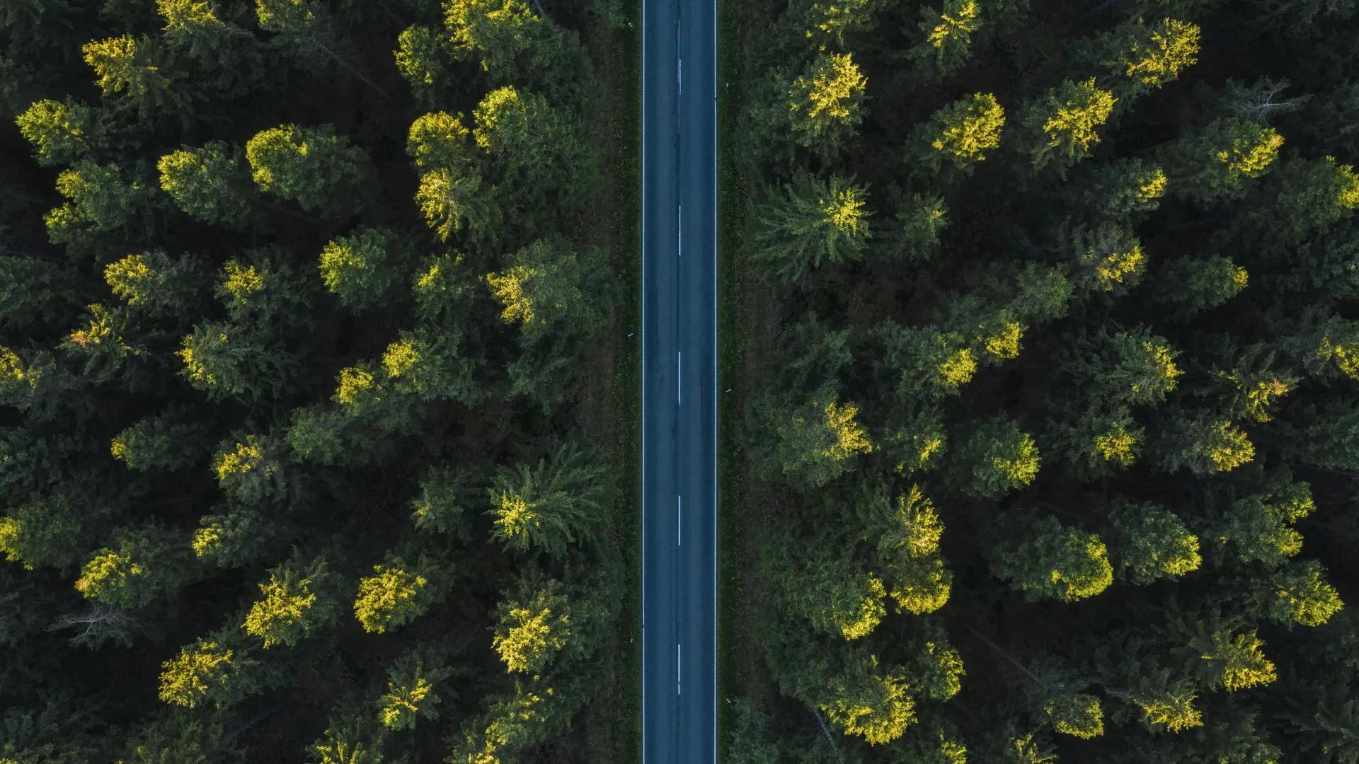 Photo from above of forest with road going through it
