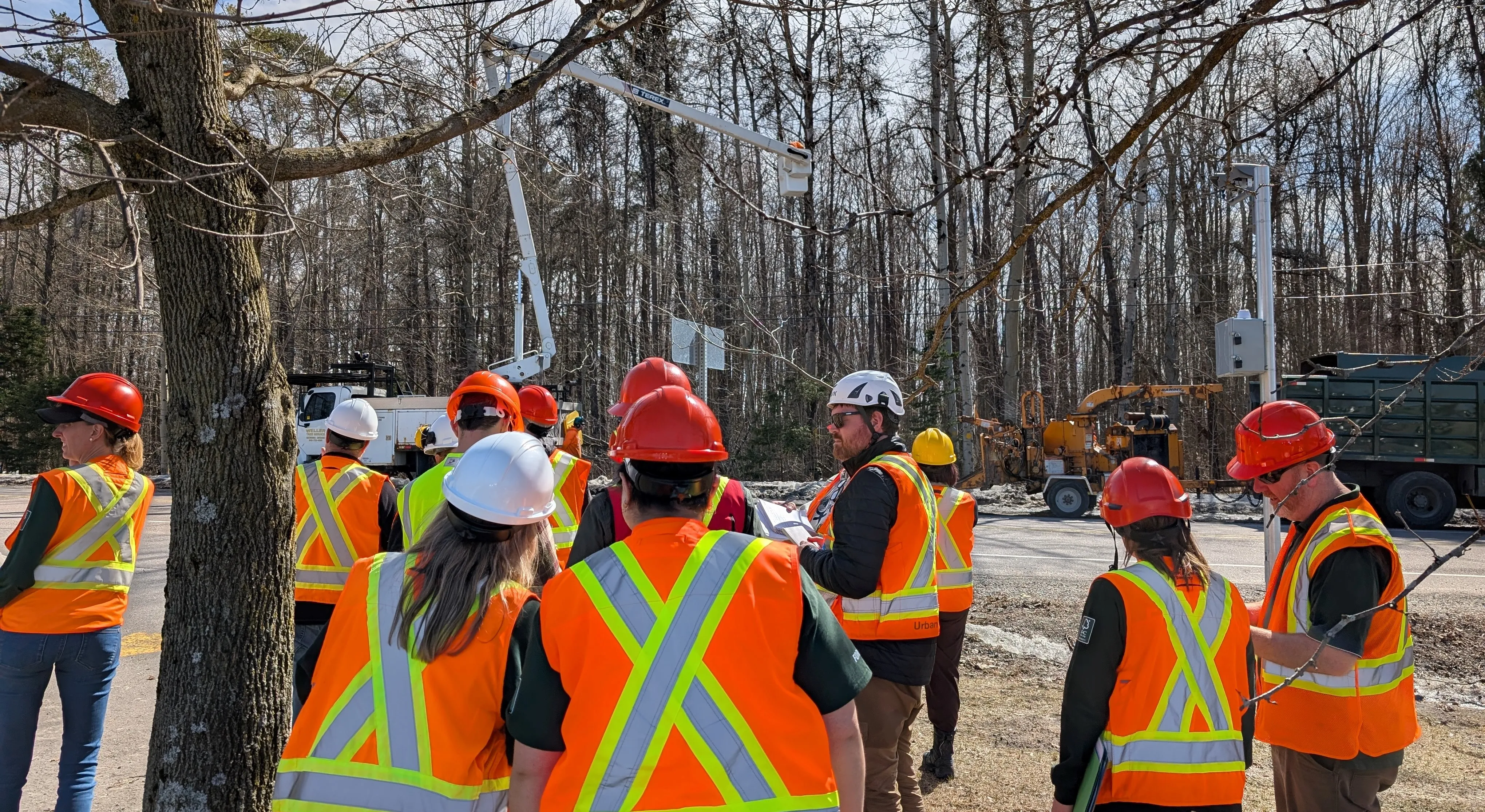 Assessment team in safety gear observing tree maintenance work near a forested area. Assessment team in safety gear observing tree maintenance work near a forested area.