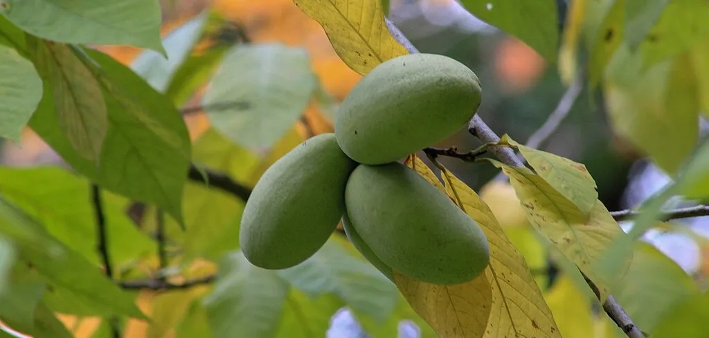 Cluster of green pawpaw fruits growing on a tree branch.