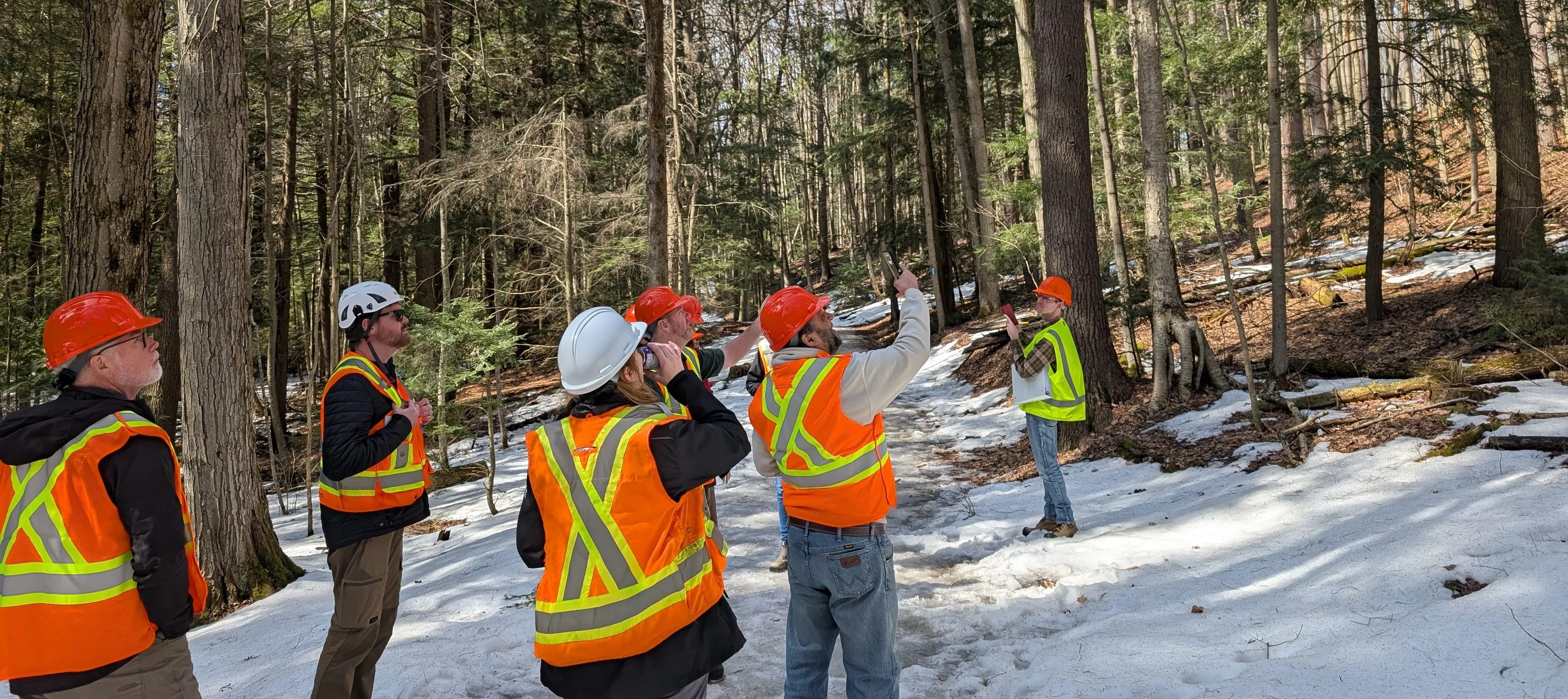 Assessment team in safety gear inspecting trees in a snowy forest.